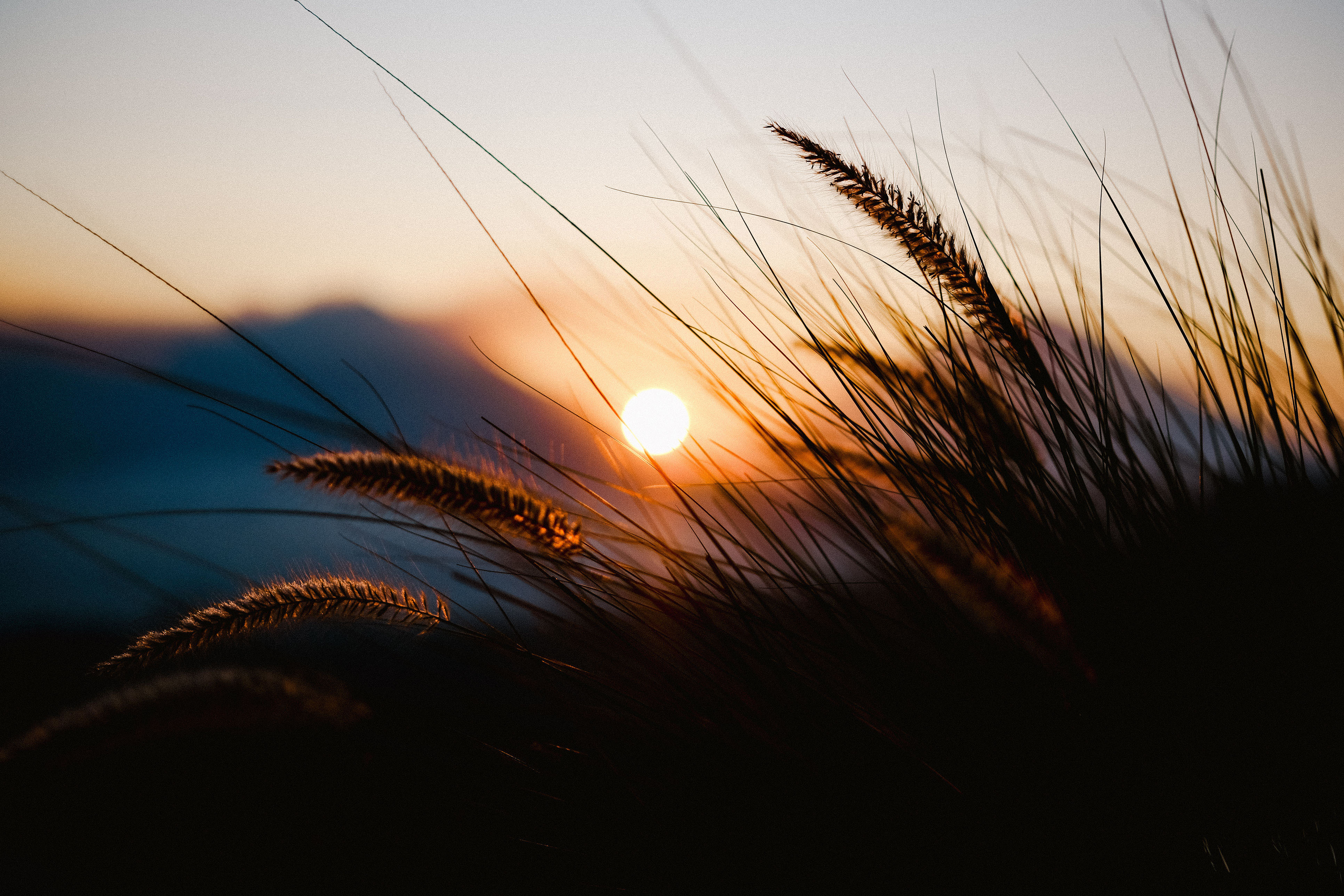Grass in front of sunrise mountains small
