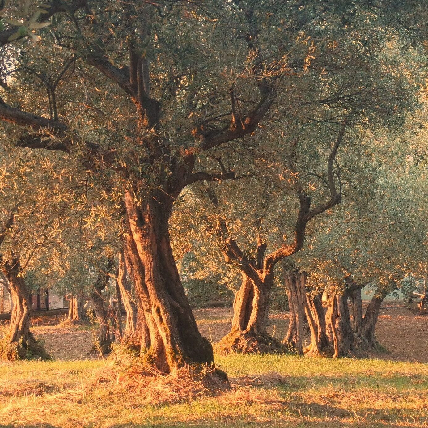Olive orchard in golden hour