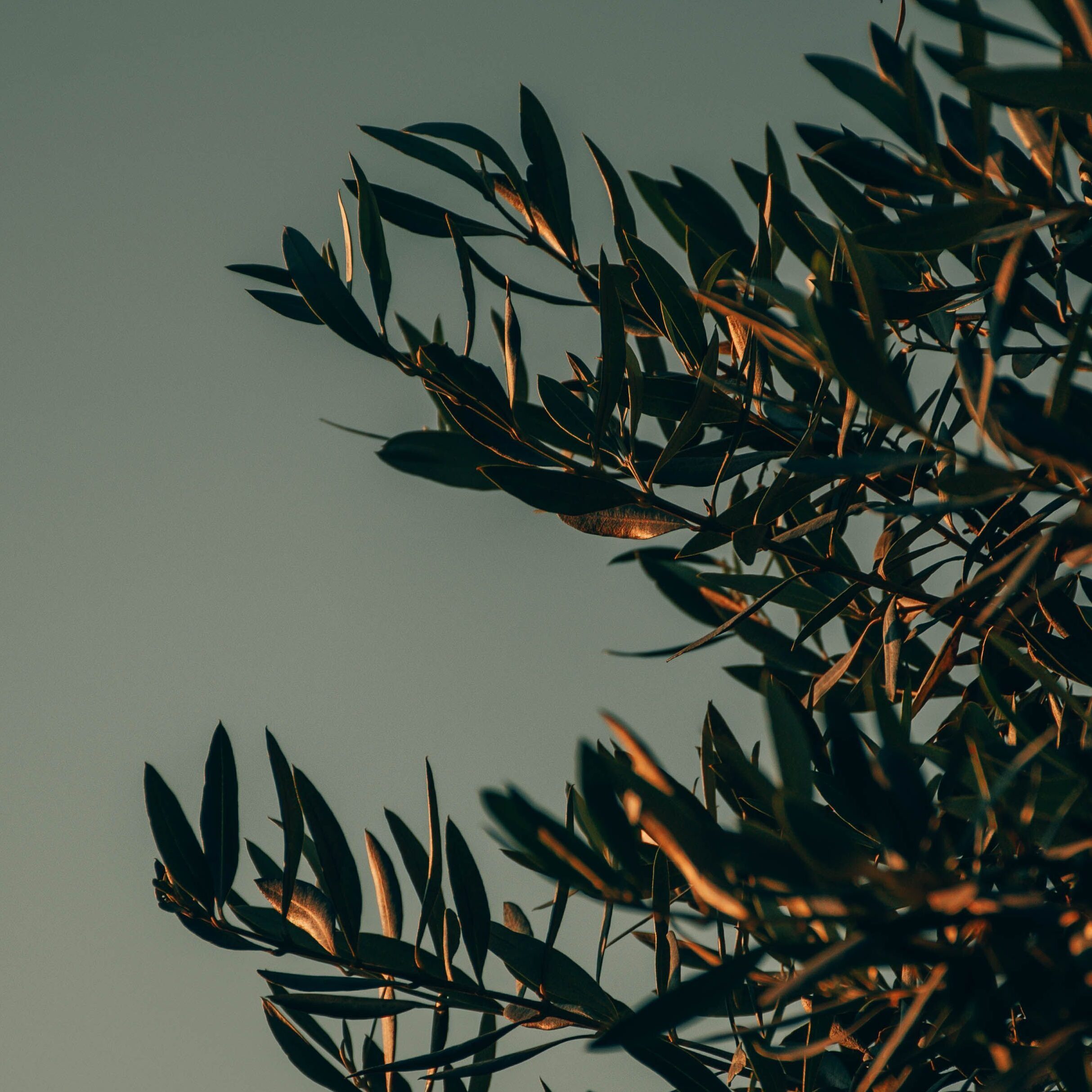 Olive tree leafs touched by sparse sunlight