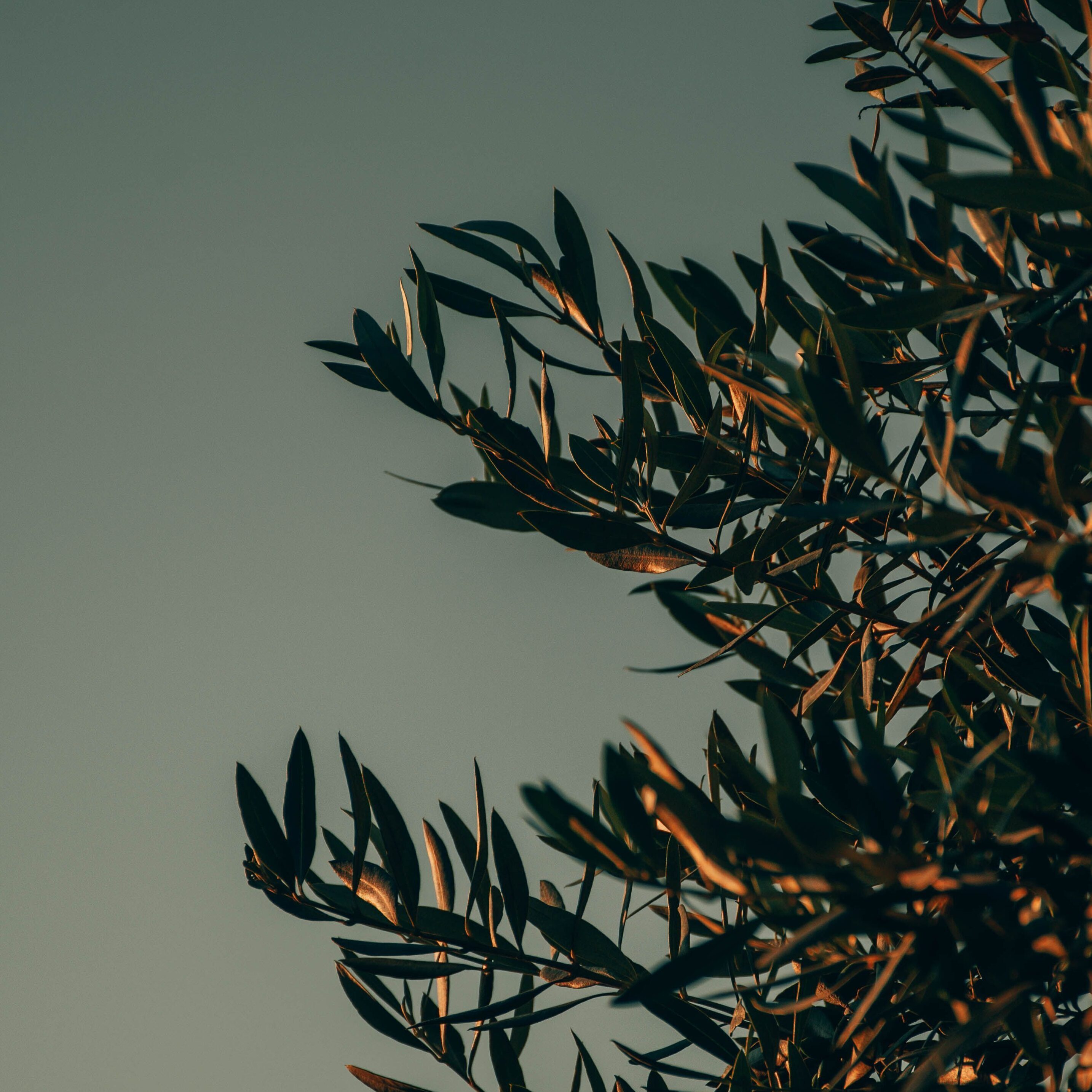 Olive tree leafs touched by sparse sunlight